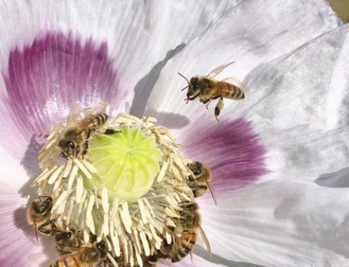 Bee Numbers Blossom on Kootenay Conservation Farm