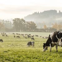 grazing_square