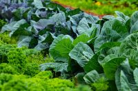 VegetableGarden-pexels-prabahar-ravichandran-12901835