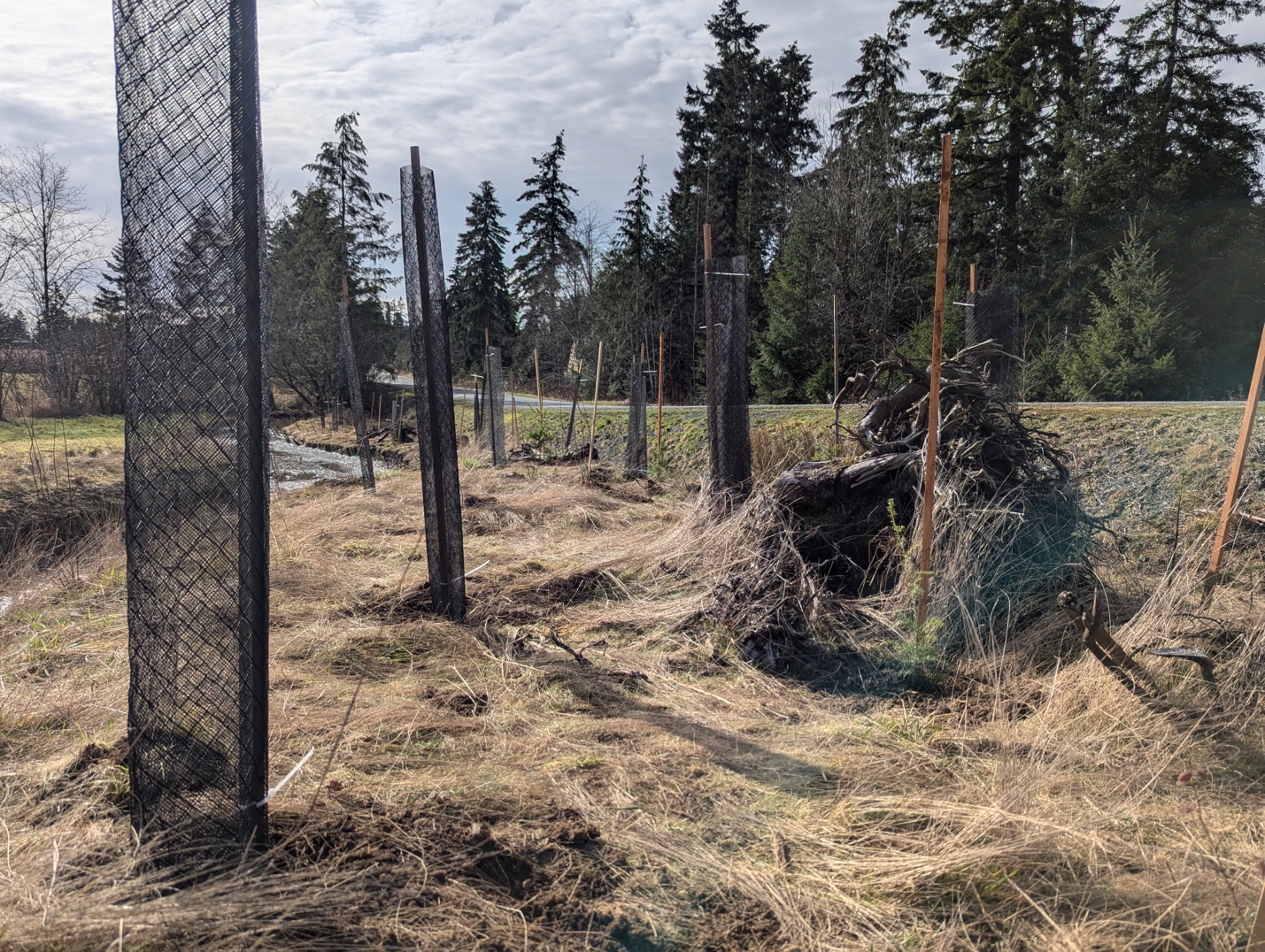 DURING: Use of coarse woody debris to add complexity to the riparian area. 