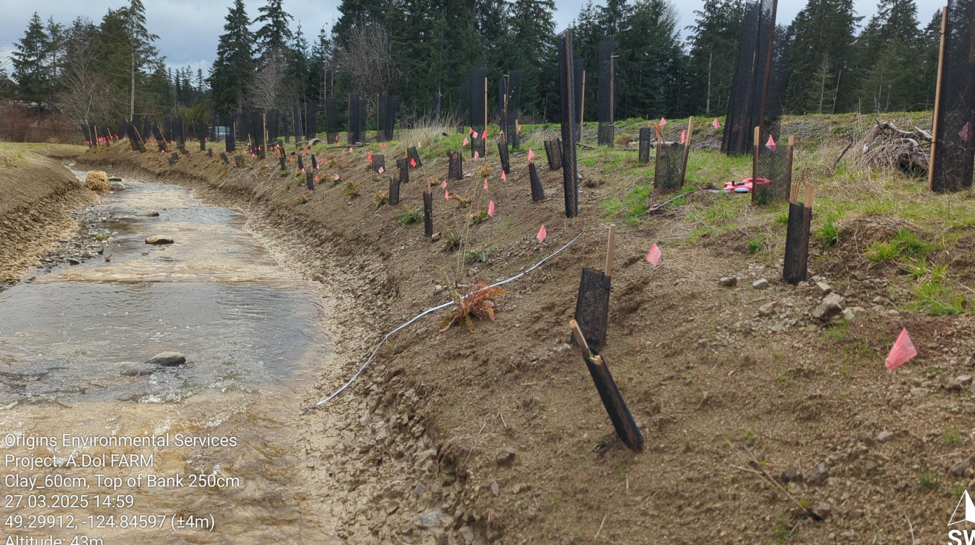 DURING: Phase 1, planting of right bank (west) with native trees, shrubs, ferns and forbs. March 2025. 