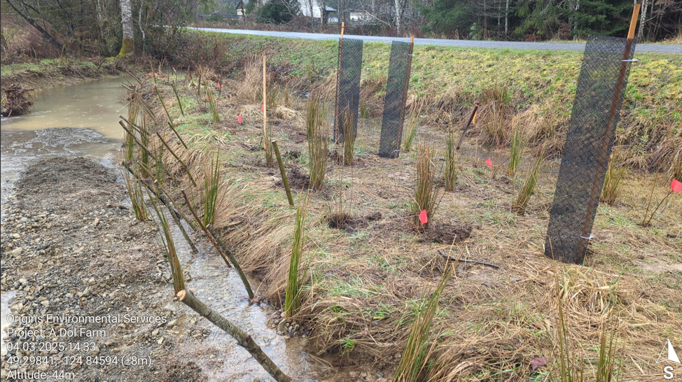 DURING: Phase 1, restoration of downstream reach with live-staking and planting of hydrophilic rushes. Marsh 2025. 