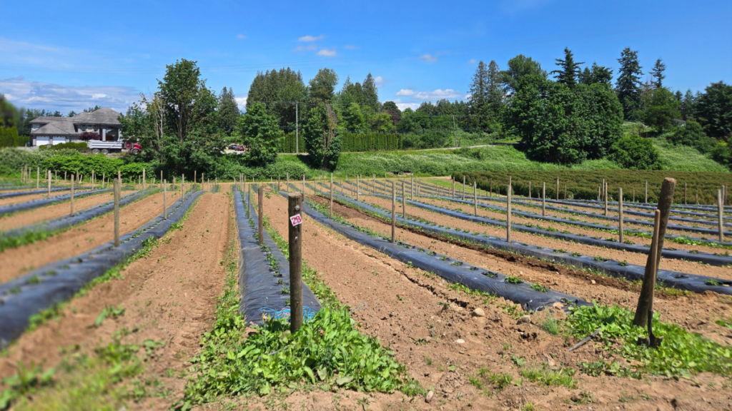 From Malahat to Cascade Delight
