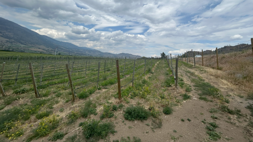 Replanting with Purpose at Bartier Bros