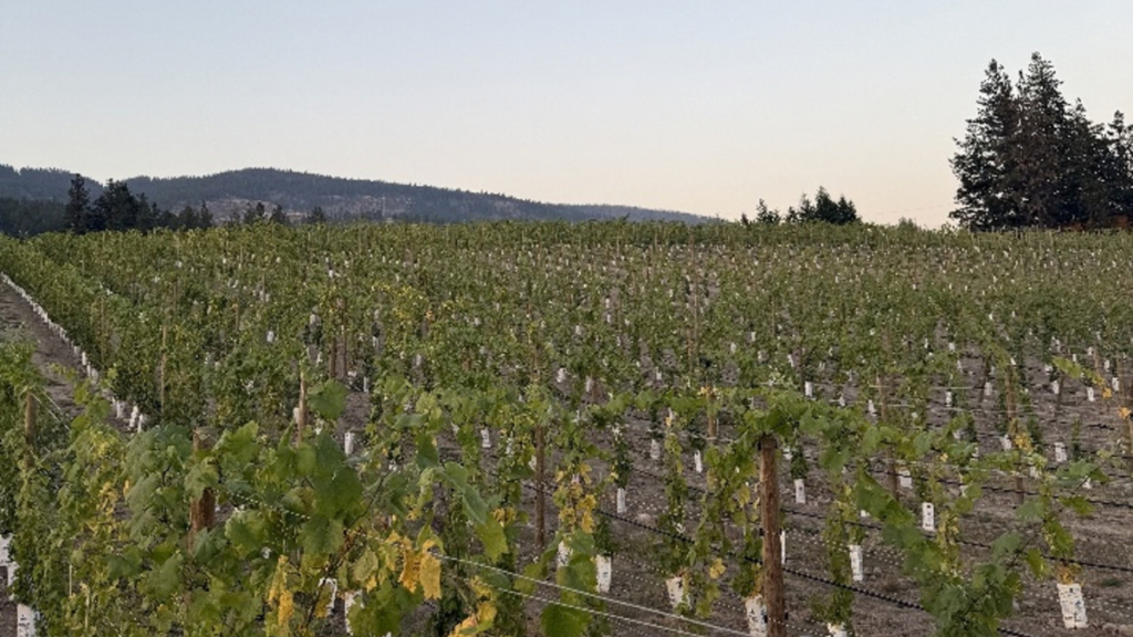 Vineyards Build a Stronger Future